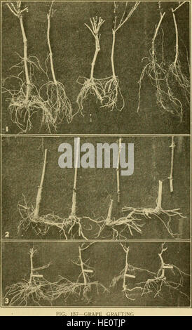 Pflanzenvermehrung; Gewächshaus und Kindergarten Praxis (1916) Stockfoto