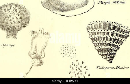 Eine Übersicht über Naturgeschichte-umarmt die Naturgeschichte der Tiere mit menschlichen und allgemeine Tierphysiologie, Botanik, pflanzliche Physiologie und Geologie (1839) Stockfoto