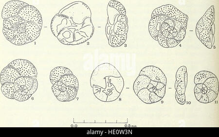 Diese Ergänzung zum *Bulletin of the British Museum (Natural History)* aus dem Jahr 1973 konzentriert sich auf zoologische Studien und bietet eingehende Forschungen zu Tierarten und Biodiversität. Stockfoto