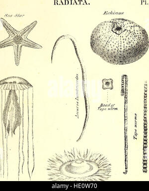 Eine Übersicht über Naturgeschichte-umarmt die Naturgeschichte der Tiere mit menschlichen und allgemeine Tierphysiologie, Botanik, pflanzliche Physiologie und Geologie (1839) Stockfoto