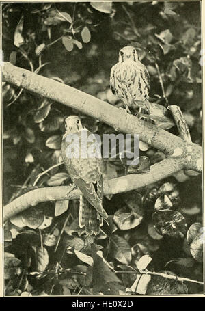 Wild Wings; Abenteuer eines Kamera-Jäger unter der größeren wild lebenden Vogelarten Nordamerikas auf Meer und Land (1905) Stockfoto