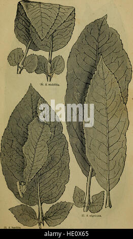 Arboretum et Fruticetum Britannicum; oder die Bäume und Sträucher von Großbritannien, einheimische und ausländische, robust und half-hardy, bildhaft und botanisch abgegrenzt und im Volksmund und wissenschaftlich beschrieben; Stockfoto