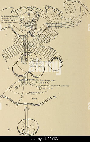 Krankheiten des Nervensystems - ein Lehrbuch für Neurologie und Psychiatrie (1915) Stockfoto