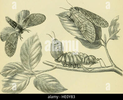 Die Transformationen (oder Metamorphosen) Insekten (Insecta, Tausendfüßern, Arachniden und Crustacea) - eine Adaption für englische Leser des M. C389mile Blanchard 22Metamorphoses, Moeurs et Instinkte Stockfoto