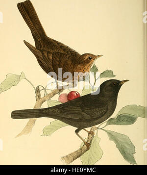 Farbige Abbildungen von British Birds und deren Eiern (1844) Stockfoto