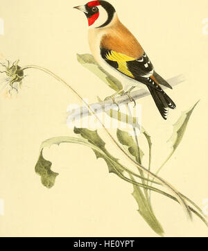 Farbige Abbildungen von British Birds und deren Eiern (1846) Stockfoto