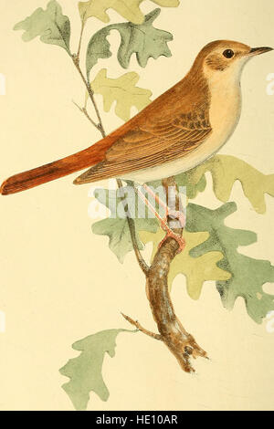 Farbige Abbildungen von British Birds und deren Eiern (1844) Stockfoto