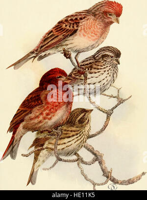 Die Vögel von Kalifornien - ein komplettes, wissenschaftlichen und populären Konto 580 Arten und Unterarten der Vögel gefunden im Staat (1923) Stockfoto