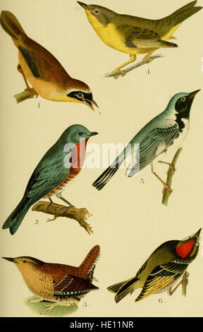 „A Popular Handbook of the Birds of the United States and Canada“ (1905) ist ein umfassender Leitfaden für Nordamerikanische Vögel. Es enthält Beschreibungen und Identifizierungsinformationen für Arten, die in den USA und Kanada vorkommen, und ist somit eine wertvolle Ressource für Vogelbeobachter und Naturforscher. Stockfoto