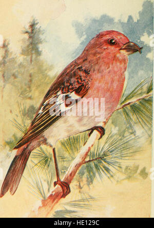 Dieser Leitfaden enthält Beschreibungen von Vogelarten, die in den Vereinigten Staaten östlich der Rocky Mountains verbreitet sind, und hebt ihre musikalischen Aufrufe und Verhaltensweisen hervor, um sie bei der Identifizierung zu unterstützen. Es dient als praktische Ressource für Vogelbeobachter und Enthusiasten. Stockfoto