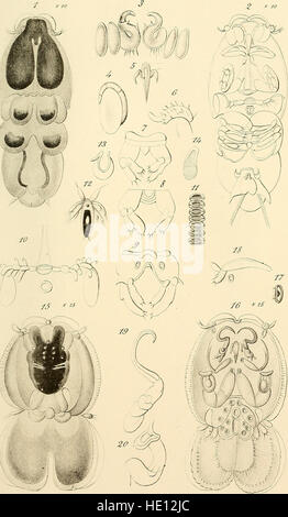 Die Ausgabe 1883 der „Annales des Sciences Naturelles“ präsentiert Forschungen und Studien in den Naturwissenschaften, einschließlich Biologie, Zoologie und Botanik, die zum Verständnis der Naturphänomene dieser Zeit beitragen. Stockfoto