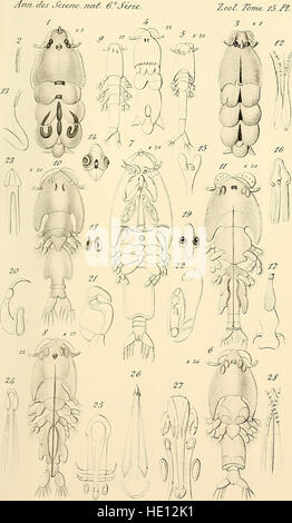 Der Band „Annales des Sciences naturelles“ aus dem Jahr 1883 umfasst eine Reihe naturwissenschaftlicher Themen, darunter Studien über Pflanzen, Tiere und geologische Phänomene, die auf dem Gebiet der Biologie und der Naturgeschichte einen Beitrag leisten. Stockfoto