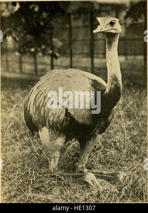 Der Welt der Vögel einer einfachen und beliebtesten Klassifikation der Vögel der Welt (1908) Stockfoto