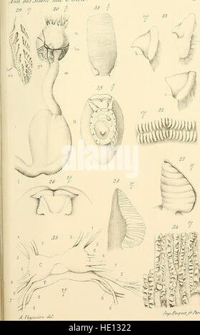 Annales des Sciences Naturelles, veröffentlicht 1883, ist eine wissenschaftliche Zeitschrift, die sich mit verschiedenen Naturwissenschaften befasst, darunter Botanik, Zoologie und Geologie. Es umfasst Forschungen über die Natur und biologische Studien. Stockfoto