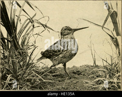 Vögel und ihre Nester und Eiern - gefunden in und in der Nähe von großen Städten (1907) Stockfoto