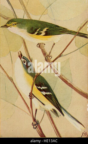 Dieser Feldführer beschreibt die Eigenschaften und Lieder von Wildvögeln, die in den Vereinigten Staaten östlich der Rocky Mountains zu finden sind, und bietet Unterstützung bei der Identifizierung von Vögeln durch auditive und visuelle Merkmale. Stockfoto