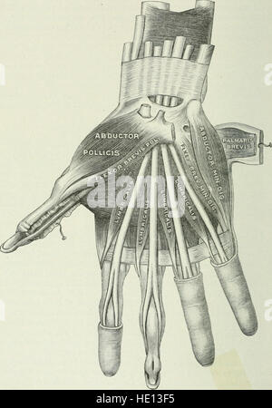 Angewandte Anatomie und Kinesiologie; der Mechanismus der Muskelbewegung (1919) Stockfoto