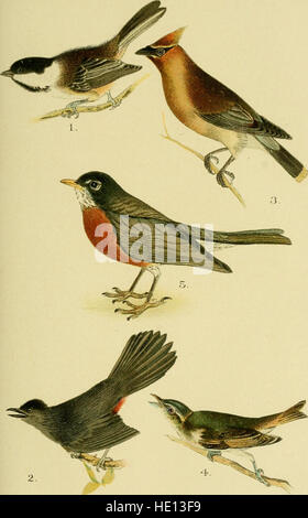 „A Popular Handbook of the Birds of the United States and Canada“ (1905) bietet einen ausführlichen Leitfaden zu Vogelarten in Nordamerika, der sich sowohl an Amateur- als auch an Profis richtet. Stockfoto