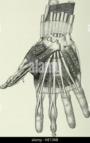 Angewandte Anatomie und Kinesiologie; der Mechanismus der Muskelbewegung (1919) Stockfoto