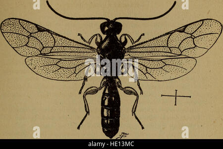 Bulletin - staatlichen geologischen und Naturgeschichte Befragung von Connecticut (1916) Stockfoto