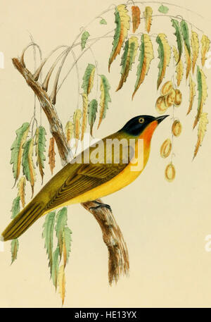 Illustrationen von indischen Ornithologie - mit fünfzig Zahlen von neuen, unfigured und interessante Vogelarten, vor allem aus dem Süden Indiens (1847) Stockfoto
