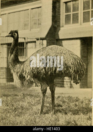 Der Welt der Vögel einer einfachen und beliebtesten Klassifikation der Vögel der Welt (1908) Stockfoto