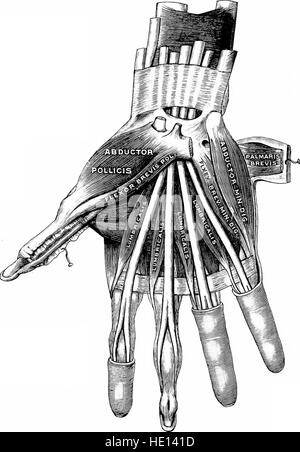Angewandte Anatomie und Kinesiologie, den Mechanismus der Muskelbewegung (1919) Stockfoto