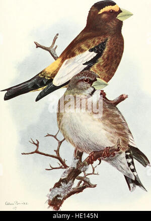 Die Vögel von Washington - eine vollständige, wissenschaftliche und populäre Darstellung der den 372 Vogelarten gefunden im Staat (1909) Stockfoto