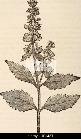 Die Menschen Arzt; konzipiert als eine manuelle Medizin, ausdrücklich für die Verwendung von Familien und Einzelpersonen, die eine Liste von Synonymen von vielen gemeinsamen Heilpflanzen (1860) hinzugefügt Stockfoto