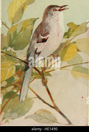 *Field Book of Wild Birds and their Music* bietet detaillierte Beschreibungen des Verhaltens und der Lieder von Vögeln, die östlich der Rocky Mountains gefunden wurden, und unterstützt die Identifizierung von Vögeln und das Verständnis der Vogelkommunikation durch ihre Vokalisierungen. Stockfoto