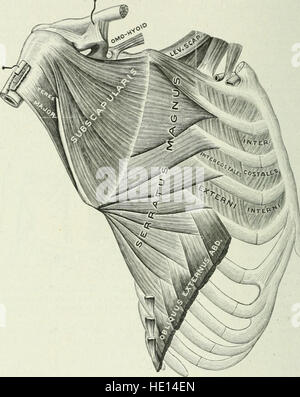 Angewandte Anatomie und Kinesiologie; der Mechanismus der Muskelbewegung (1919) Stockfoto