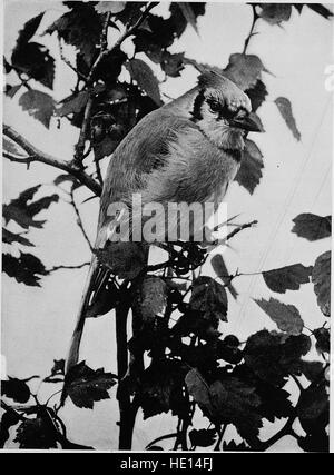 Vogel-Studien; Rechenschaft über die Landvögel des östlichen Nordamerika (1898) Stockfoto