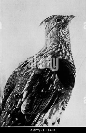 Vogel-Studien; Rechenschaft über die Landvögel des östlichen Nordamerika (1898) Stockfoto