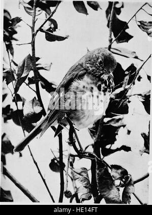 Vogel-Studien; Rechenschaft über die Landvögel des östlichen Nordamerika (1898) Stockfoto