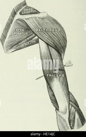 Angewandte Anatomie und Kinesiologie; der Mechanismus der Muskelbewegung (1919) Stockfoto
