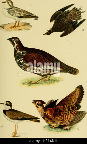 *A Popular Handbook of the Birds of the United States and Canada* (1905) ist ein umfassender Leitfaden für die Identifizierung und das Erlernen von nordamerikanischen Vogelarten. Es enthält detaillierte Beschreibungen und Abbildungen von Vögeln in den USA und Kanada. Stockfoto