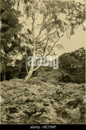 Diese Publikation aus dem Jahr 1900 bietet praktische und kritische Einblicke in das Haus- und Gartenmanagement und kombiniert Ratschläge zur Organisation von Haushalten mit Gartentipps. Es konzentriert sich auf die Schaffung eines harmonischen Wohnraums durch Arbeit im Haus und im Freien. Stockfoto