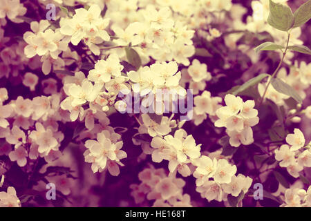 Vintage Jasmin Blumen blühen auf den Busch bei Sonnenaufgang im Garten. Stockfoto