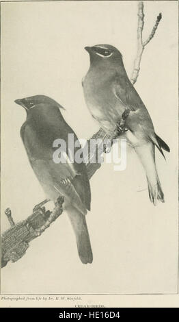 Vögel in ihren Beziehungen zum Menschen; ein Handbuch der wirtschaftlichen Ornithologie für die Vereinigten Staaten und Kanada (1916) Stockfoto