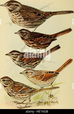 Handbuch der Vögel des östlichen Nordamerika; mit einleitenden Kapiteln auf die Untersuchung der Vögel in der Natur (1912) Stockfoto