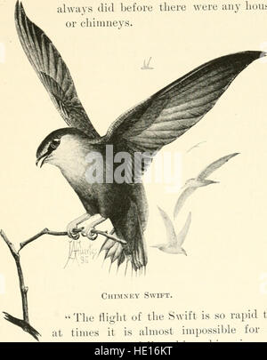 Bürger-Vogel - Szenen aus der Vogelwelt in einfachem Englisch für Anfänger (1897) Stockfoto