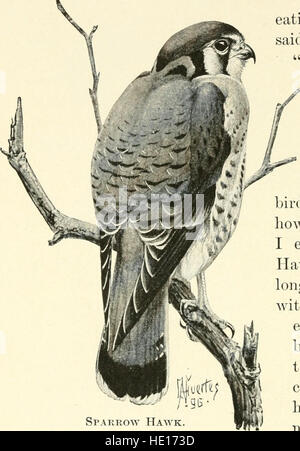 Bürger-Vogel - Szenen aus der Vogelwelt in einfachem Englisch für Anfänger (1897) Stockfoto