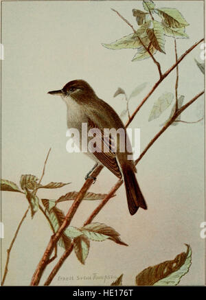 Vogel-Leben - ein Leitfaden für das Studium unserer weit verbreiteter Vogelarten (1900) Stockfoto