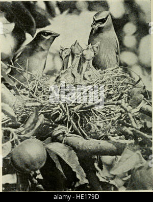 Kamera-Studien von Wildvögeln in ihren Häusern (1911) Stockfoto