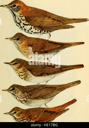 Handbuch der Vögel des östlichen Nordamerika; mit einleitenden Kapiteln auf die Untersuchung der Vögel in der Natur (1912) Stockfoto