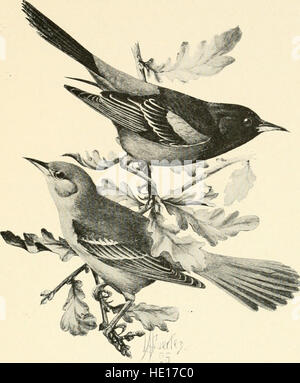 Bürger-Vogel - Szenen aus der Vogelwelt in einfachem Englisch für Anfänger (1897) Stockfoto