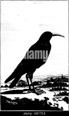 Die „Natural History of Birds“, ursprünglich von Graf de Buffon im Jahr 1793, ist eine umfangreiche Studie über Vogelarten. Diese Mikroform-Version bewahrt die bedeutsamen Forschungen und Illustrationen aus Buffons Arbeit, die in der Ornithologie immer noch von Bedeutung ist. Stockfoto