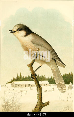 Bericht auf naturhistorischen Sammlungen made in Alaska - zwischen den Jahren 1877 und 1881 (1887) Stockfoto