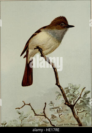 Dieser Leitfaden für gewöhnliche Vögel aus dem Jahr 1898 bietet Einblicke in das Studium und die Identifizierung lokaler Vogelarten und bietet wertvolle Informationen für Vogelliebhaber und Ornithologen. Stockfoto