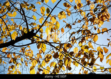 Gelbfärbung der Baum Blätter im Hintergrund des blauen Himmels und Niederlassungen in der Silhouette, die Aufnahmen in einem städtischen Park in der Stadt Villach in Österreich Stockfoto